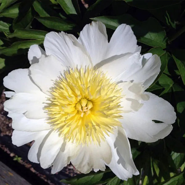 White Lily Calendula Flower Seeds