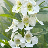 White Summer Snapdragon (Angelonia angustifolia) Seeds