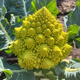 Heirloom Romanesco Broccoli Seeds