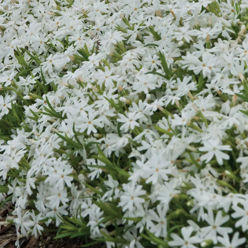 Phlox rastrero, blanco