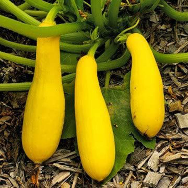 Yellow Early Prolific Straightneck Summer Squash Seeds for Planting.