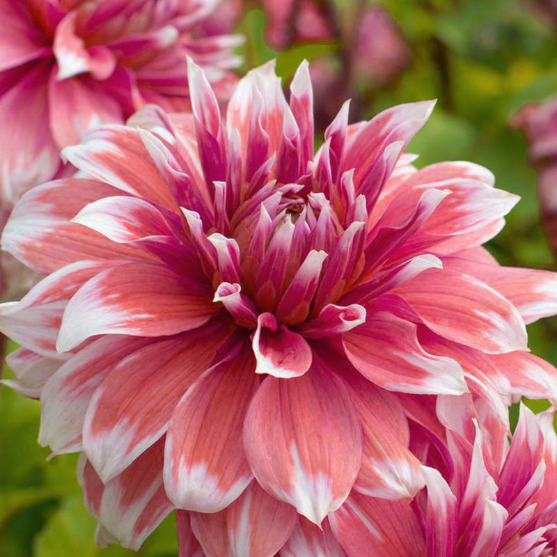 Red & White Mixed Dahlia Seeds
