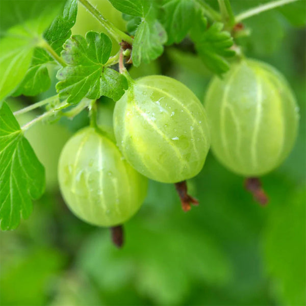 Organic Gooseberry Seeds - Indian Gooseberry Seeds - Amla Phyllanthus Emblica