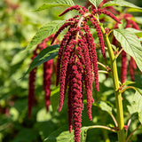 Love-Lies-Bleeding (Amaranthus caudatus) Seeds