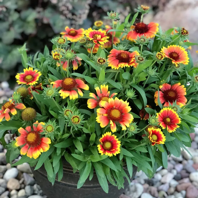Blanket Flower Seeds