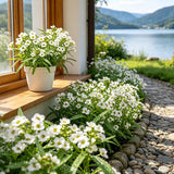 Sweet Alyssum (Lobularia maritima) Seeds