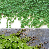 Semillas de hiedra, enredaderas, lianas, enredaderas verdes, hermosas plantas trepadoras que se arrastran por el suelo, bonsái para el hogar
