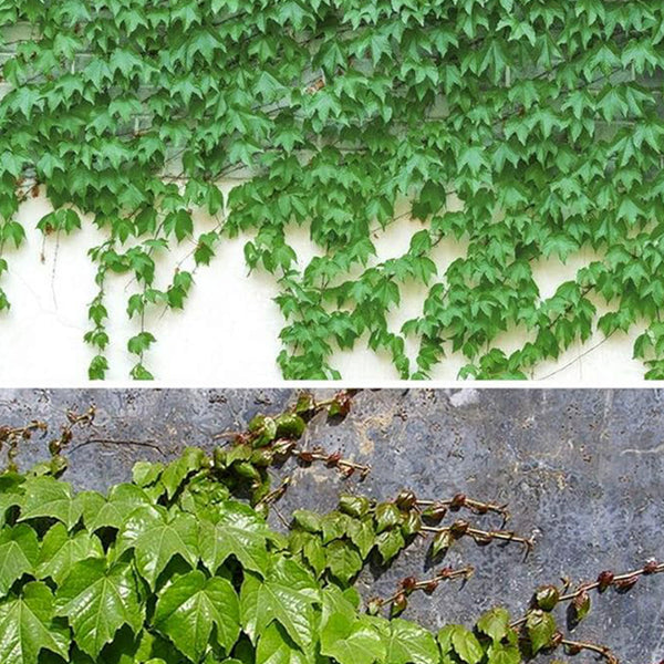 Semillas de hiedra, enredaderas, lianas, enredaderas verdes, hermosas plantas trepadoras que se arrastran por el suelo, bonsái para el hogar