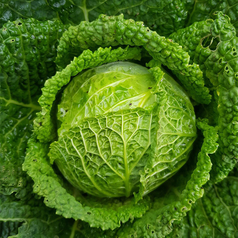 Heirloom Savoy Cabbage Seeds