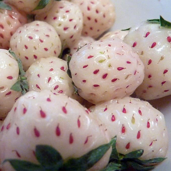 Plantas de pineberry de Carolina blanca con raíz desnuda y sabor a piña y fresa