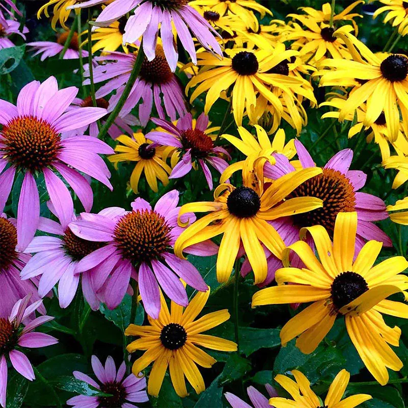 🌸Purple Coneflowers&Black Eyed Susan Mix
