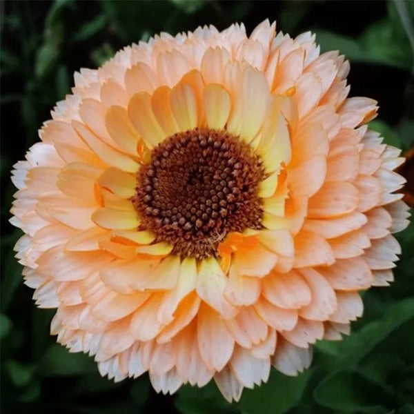 Calendula Peach Surprise Flower Seeds