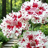 Red Splatter White Dianthus Seeds