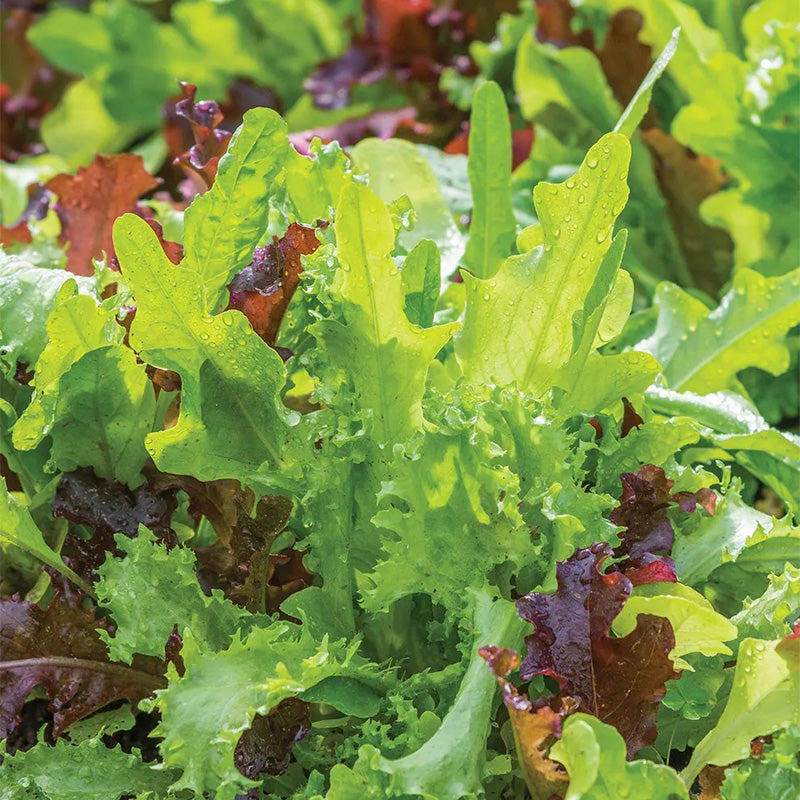 Mesclun, Classic Mix