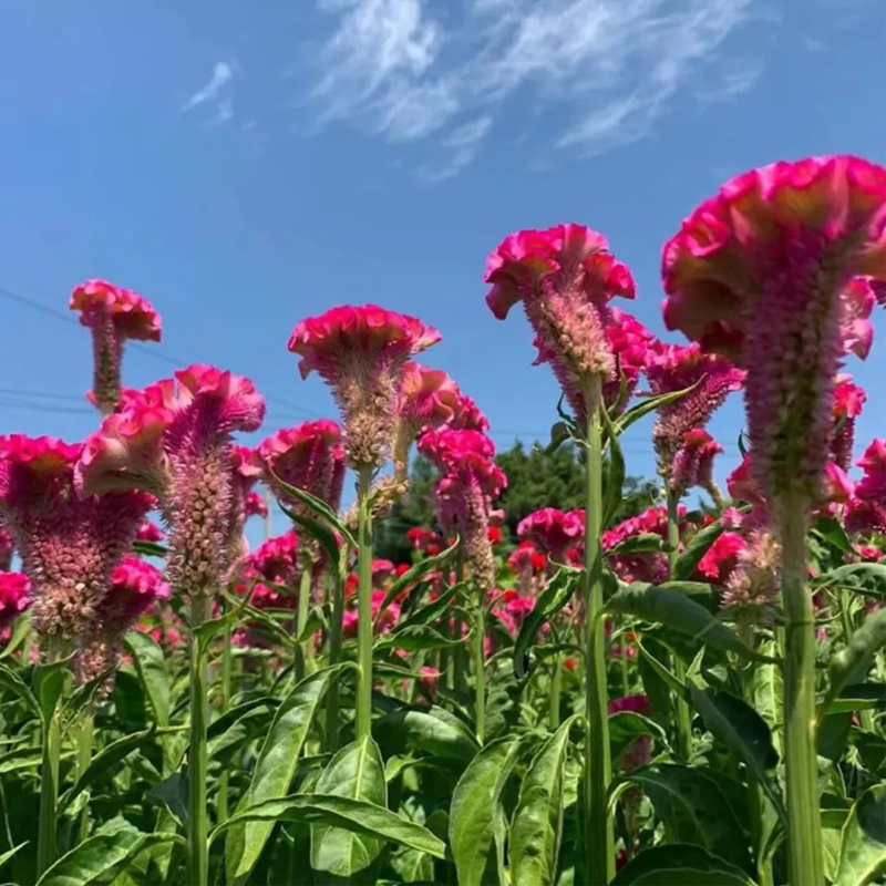 Cockscomb Celosia Seeds