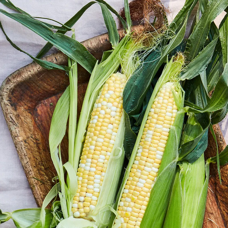 Corn, Peaches & Cream Hybrid