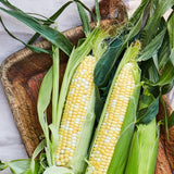 Corn, Peaches & Cream Hybrid