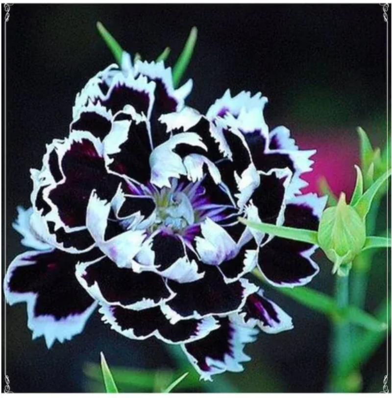 Dianthus Heddewigii Black White Carnation Flower Seed, Non GMO Heirloom