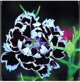 Dianthus Heddewigii Black White Carnation Flower Seed, Non GMO Heirloom