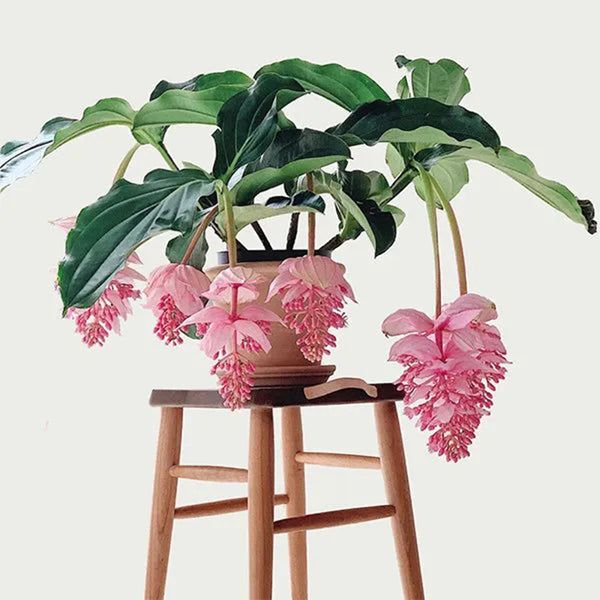 Medinilla Magnifica 花种子