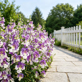 Bicolor Lavender & White Summer Snapdragon (Angelonia angustifolia) Seeds