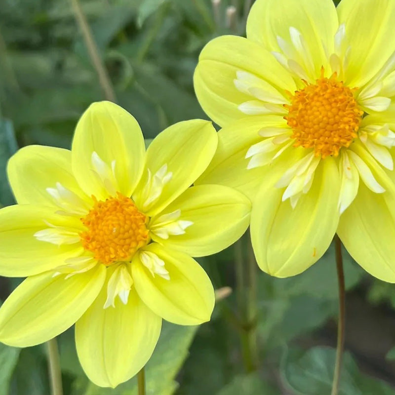 Bright Yellow Dahlia Seeds