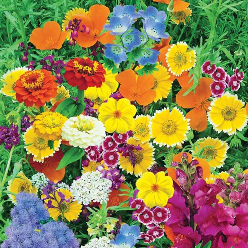 Mezcla de semillas de alfombra mágica