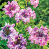 Amarilis de belleza rayada