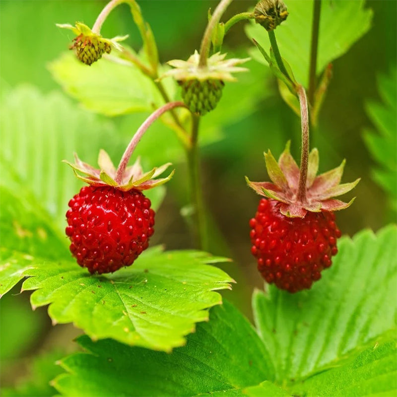 Wild Strawberry Seeds, Tiny Sweet Fruit