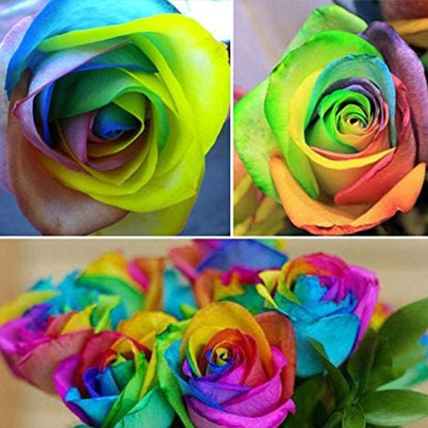 Semillas de flores raras de rosa arcoíris multicolor