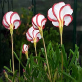 Candy Cane Sorrel Oxalis Versicolor Seeds Garden Flowers