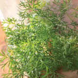 Perejil, Sueño Verde