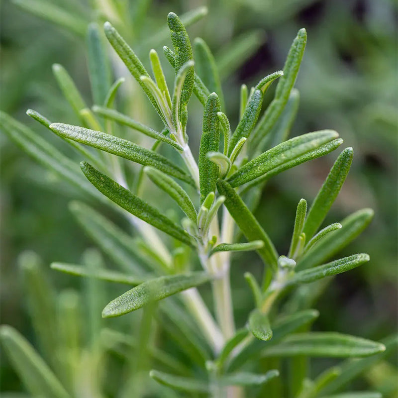 Rosemary