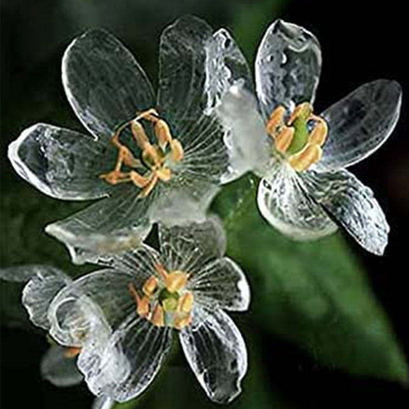 Skeleton Flower Seeds