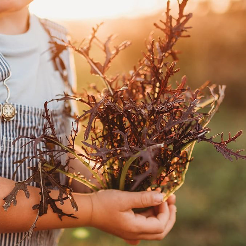 Mizuna roja Cultiva tus propias hojas de mostaza en interiores o exteriores, en contenedores o en el jardín