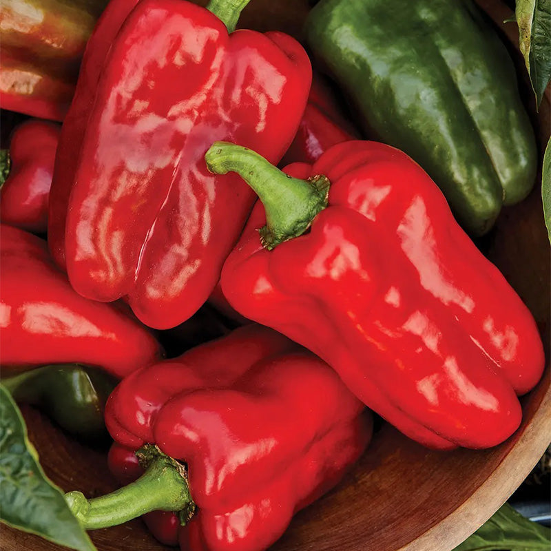 Pepper, Sweet, Great Stuff Hybrid