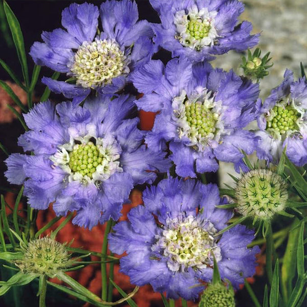 Semillas de flor de cojín de alfiler de escabiosa azul perenne para plantar