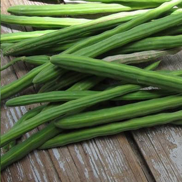 Drumstick Vegetable Seeds