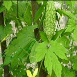 Semillas de hortalizas de calabaza amarga