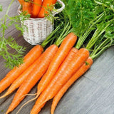Glossy Crystal Orange Carrot Seeds