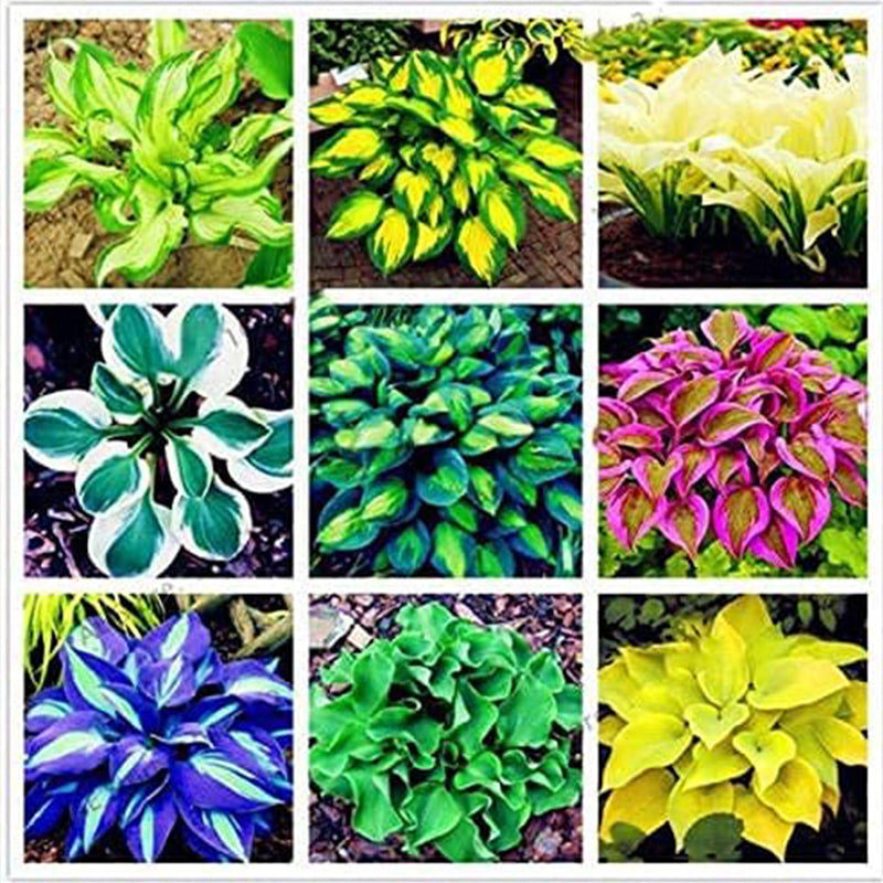 Semillas de plantas de mezcla de hostas