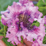 Amarilis de belleza rayada