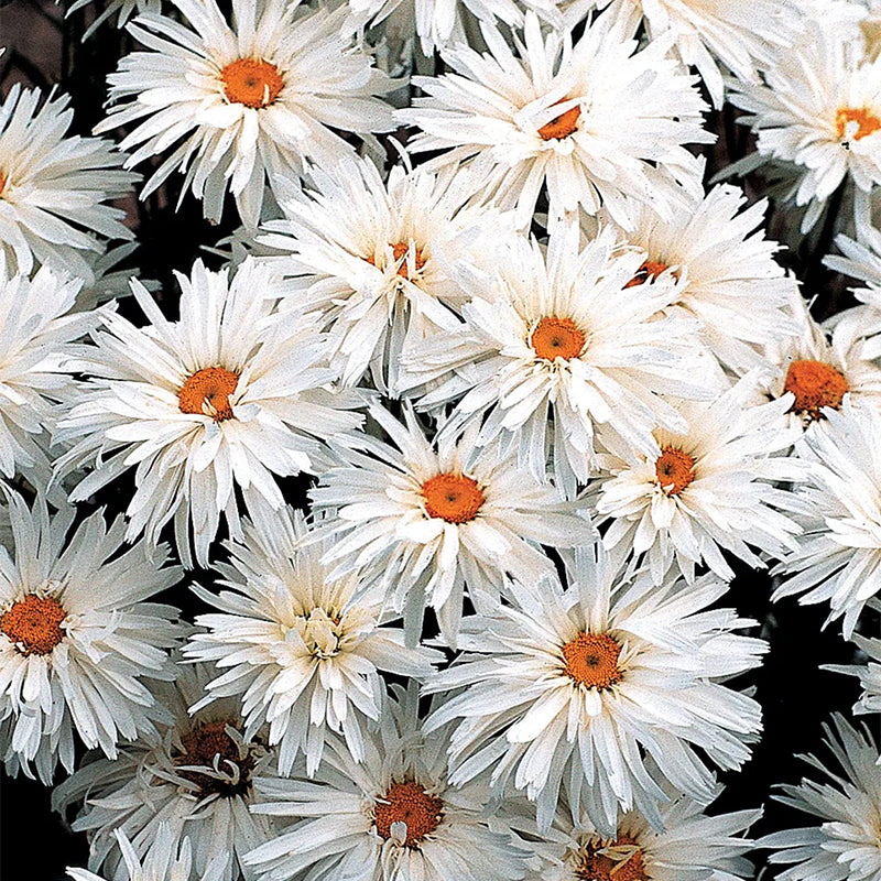 Shasta Daisy, Crazy Daisy