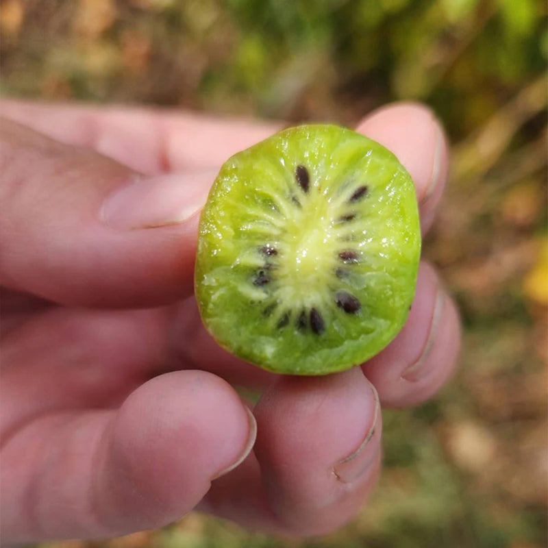 Hardy Kiwi Seeds (actinidia arguta)