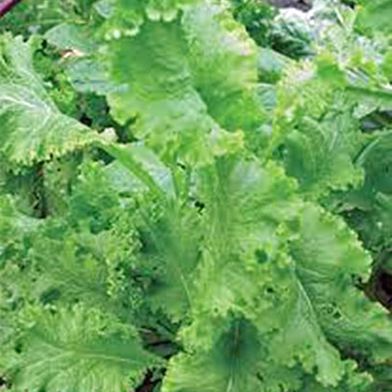 Mustard Greens Seed, Southern Giant