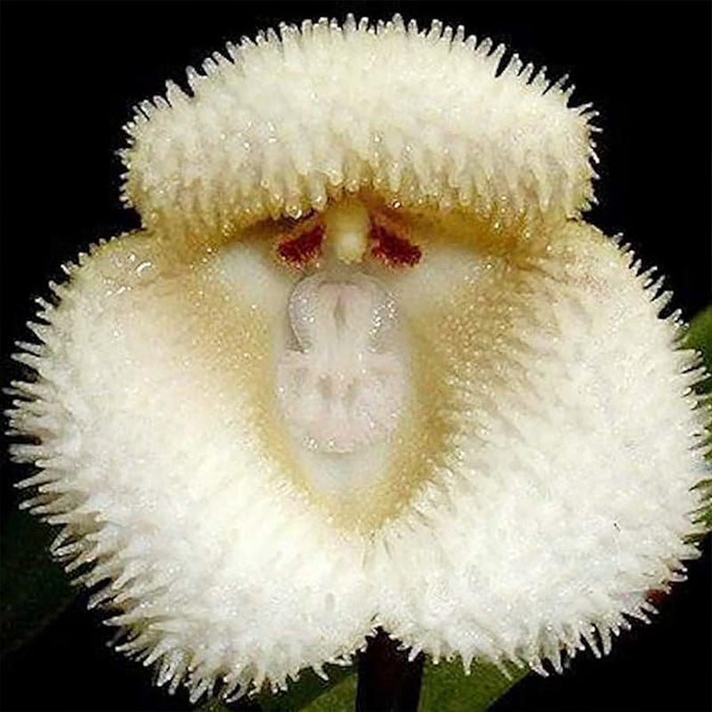 Monkey Face Orchid Seeds Flower Seeds Dracula Simia Seeds Perennial Non-GMO Fragrant Indoor Potted Plant
