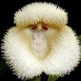 Monkey Face Orchid Seeds Flower Seeds Dracula Simia Seeds Perennial Non-GMO Fragrant Indoor Potted Plant