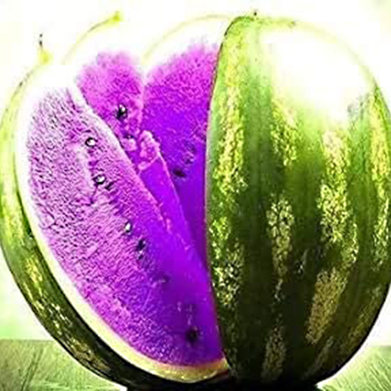 Semillas de sandía azul raras, frutas dulces y jugosas, alta tasa de germinación