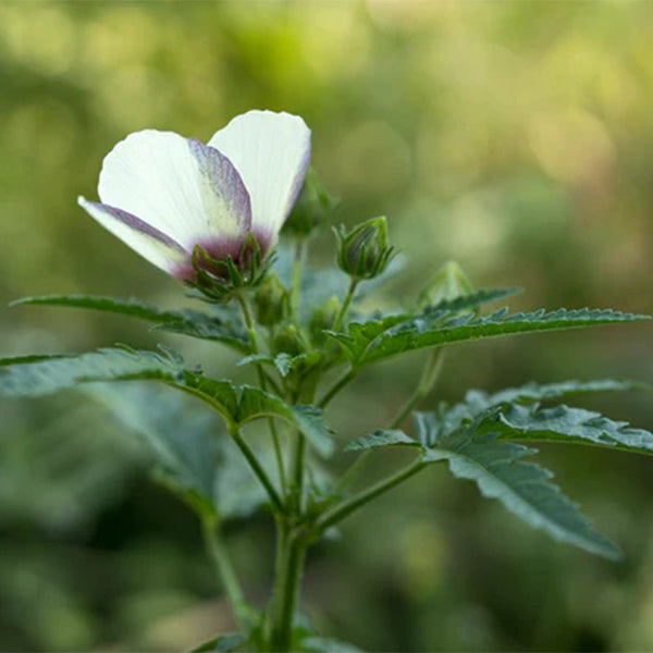 Flower of an Hour (Hibiscus trionum)