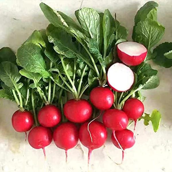 Cherry Belle Radish Seeds Fast Growing, Round, Red, Crisp Radishes - Great for Salads, Sandwiches, and More